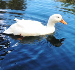 High angle view of duck swimming in lake