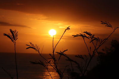 Close-up of silhouette plants against sunset sky