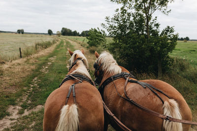 Rear view of two horses on field