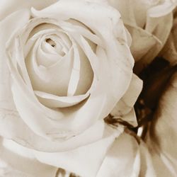 Close-up of rose