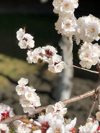 Close-up of cherry blossom