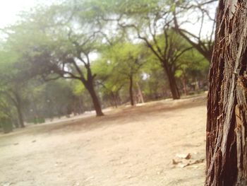 Close-up of tree trunk