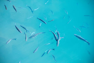 Fishes swimming in sea