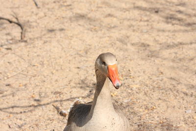 Close-up of a bird on land