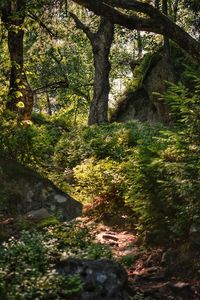 Trees growing in forest