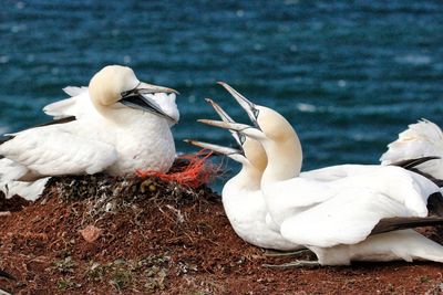 Gannets at sea shore