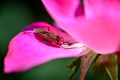 Close-up of insect on pink flower