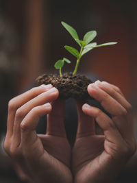 Close-up of hand holding plant