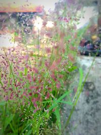Close-up of plants growing outdoors
