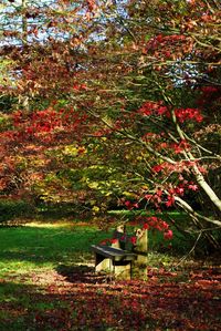 Red flowers on tree