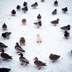 Flock of birds in sea