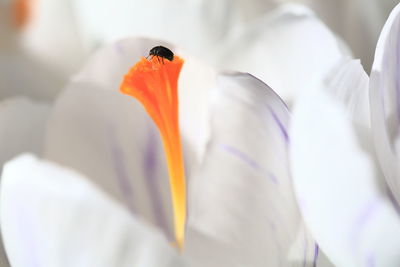 Close-up of insect on white crocus