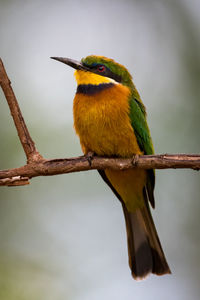Close-up of little bee-eater perching on twig