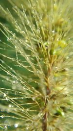 Macro shot of water drops on leaf