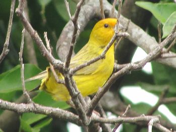 Close-up of bird perching on tree