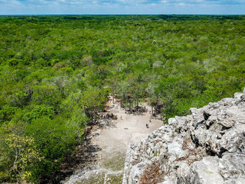 Scenic view of forest against sky