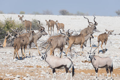 Kudu walking on field against sky