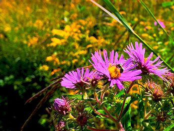 Close-up of purple flowers blooming outdoors