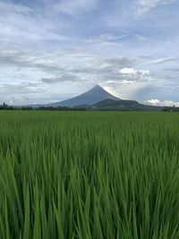 Scenic view of agricultural field against sky