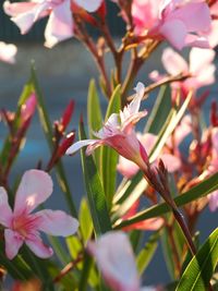 Close-up of pink flowers