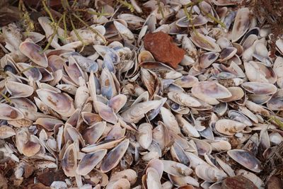 Full frame shot of dried autumn leaves on field