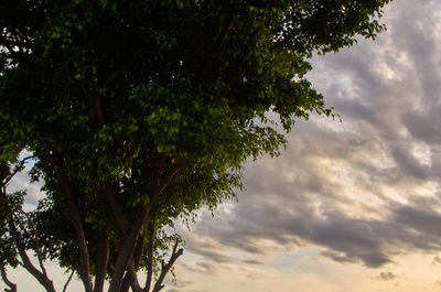 Low angle view of silhouette tree against sky