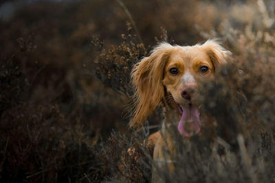 Portrait of dog on field