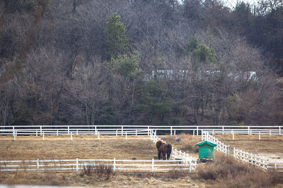 High angle view of horses in ranch 