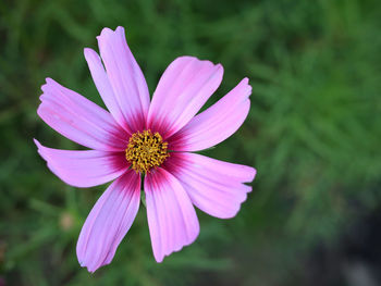 Close-up of pink cosmos flower