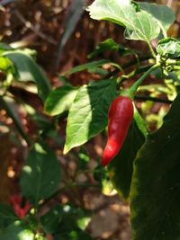 Close-up of red berries on plant