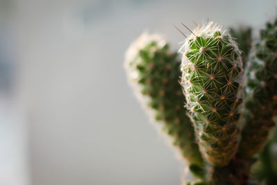 Close-up of succulent plant