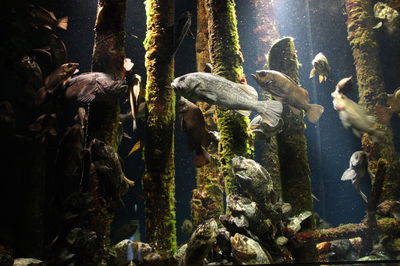View of fish in aquarium