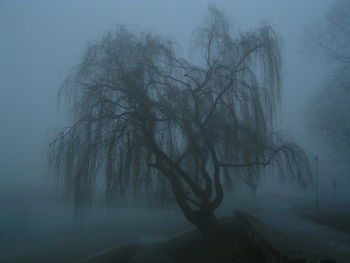 Bare trees in foggy weather against sky during winter