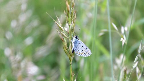 Close-up of butterfly on grass