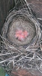 High angle view of bird in nest