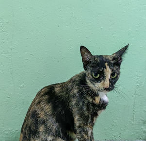 Portrait of cat sitting against wall