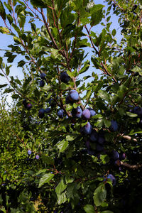 Low angle view of fruits growing on tree