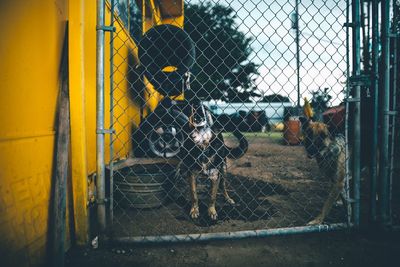 Dog barking seen through fence in backyard