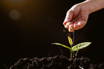 Close-up of hand holding plant against black background