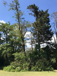 View of trees on sunny day