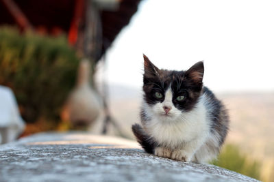 Close-up portrait of cat