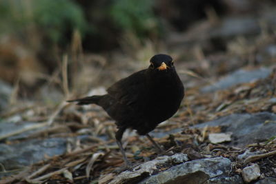 Bird perching on rock