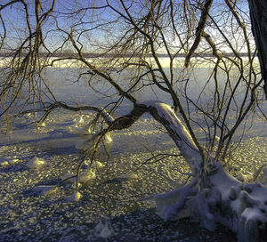 Bare tree by lake against sky during winter