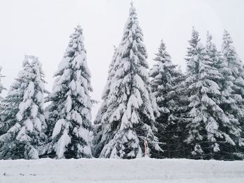 Pine trees on snow covered landscape against sky