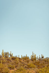 Group of saguaro cacti standing prominently in the sanoran desert near phoenix arizona. 