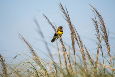 Low angle view of bird perching on plant against sky