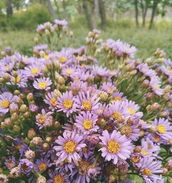 Close-up of flowering plants on field