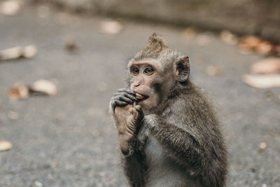 Monkey from sangeh - bali