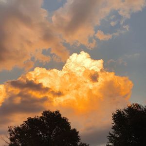 Low angle view of silhouette tree against orange sky