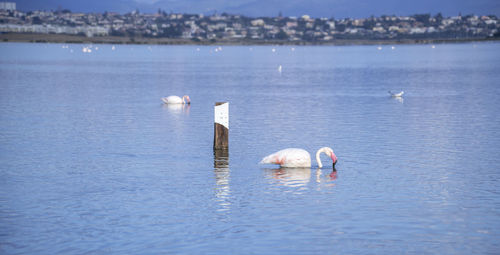 Pink flamingos in their natural environment, pond of molentargius, south sardinia
